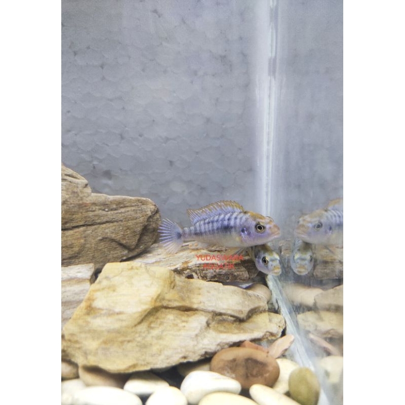 Cichild Mbuna Red Top Ndumbi size 2/3/4cm