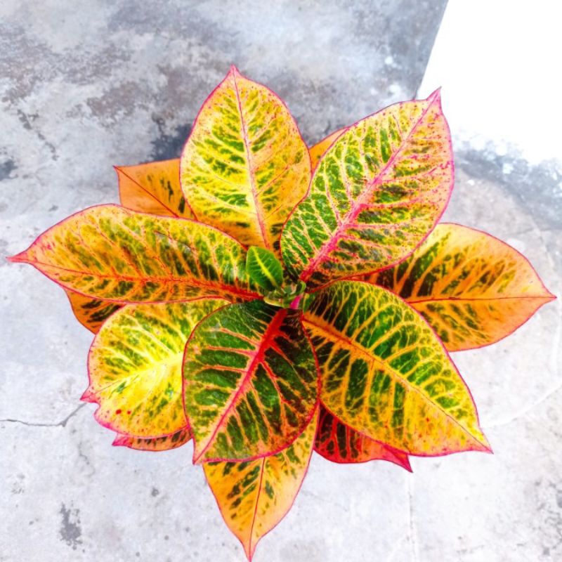 tanaman bunga puring koleksi langka daun lebar puring tornado