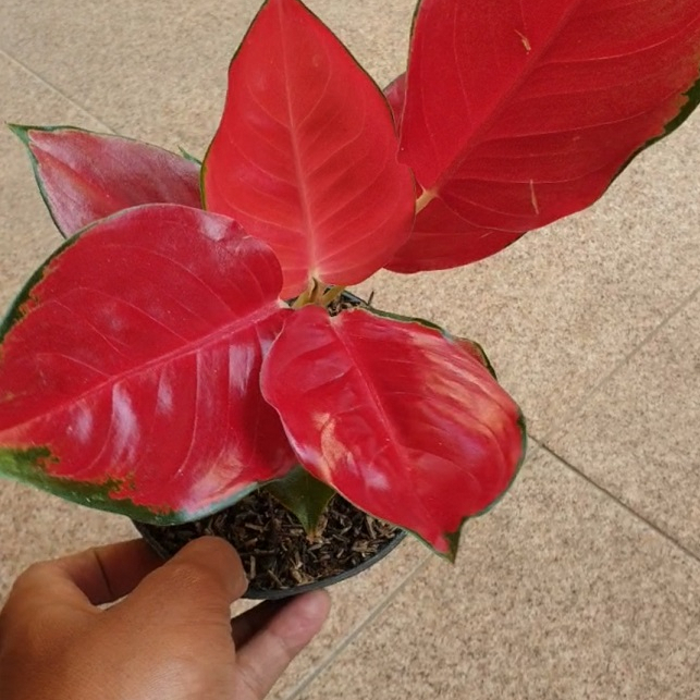 aglonema suksom jaipong stang pendek / aglonema suksom daun mangkok