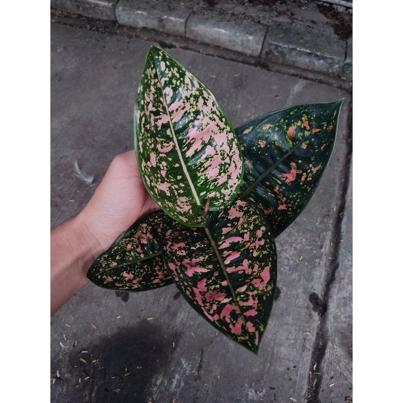 Aglonema ruby compacta tanian lokal