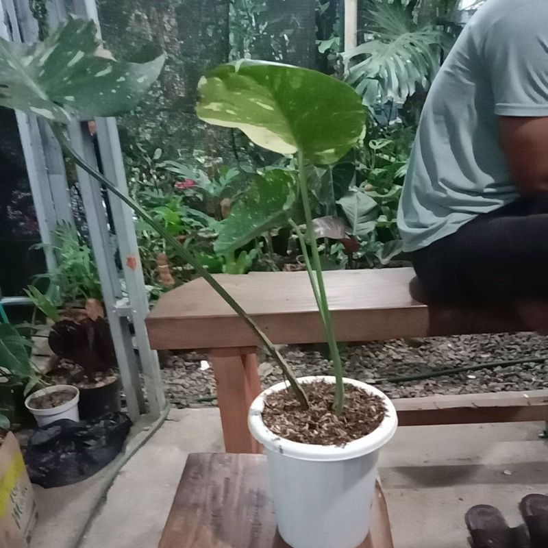 tanaman hias monthai live