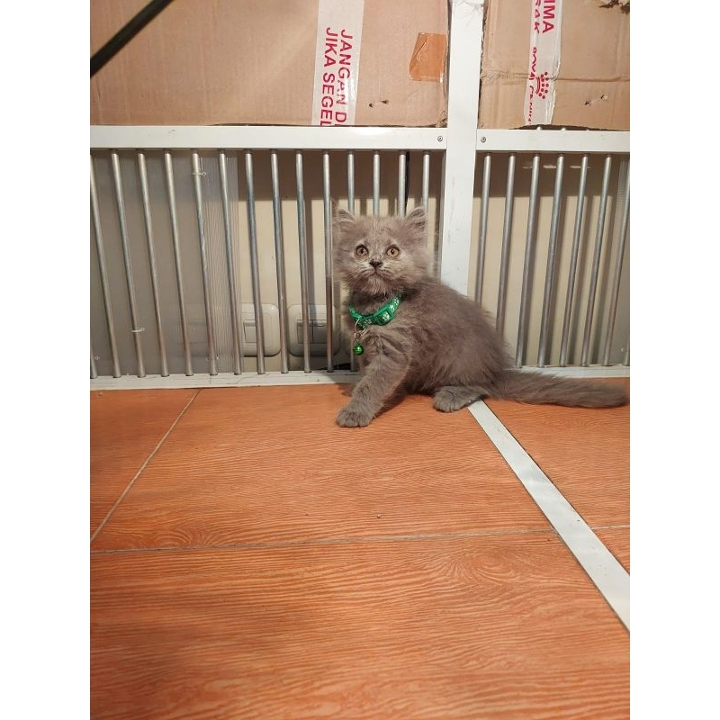 kitten kucing BSH british short hair (hijau)
