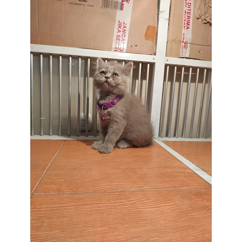 kitten kucing BSH british short hair (ungu)