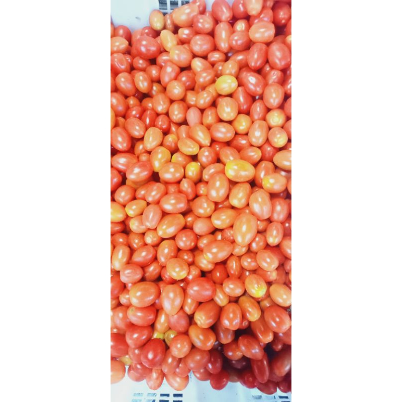 

tomat cherry 500gr