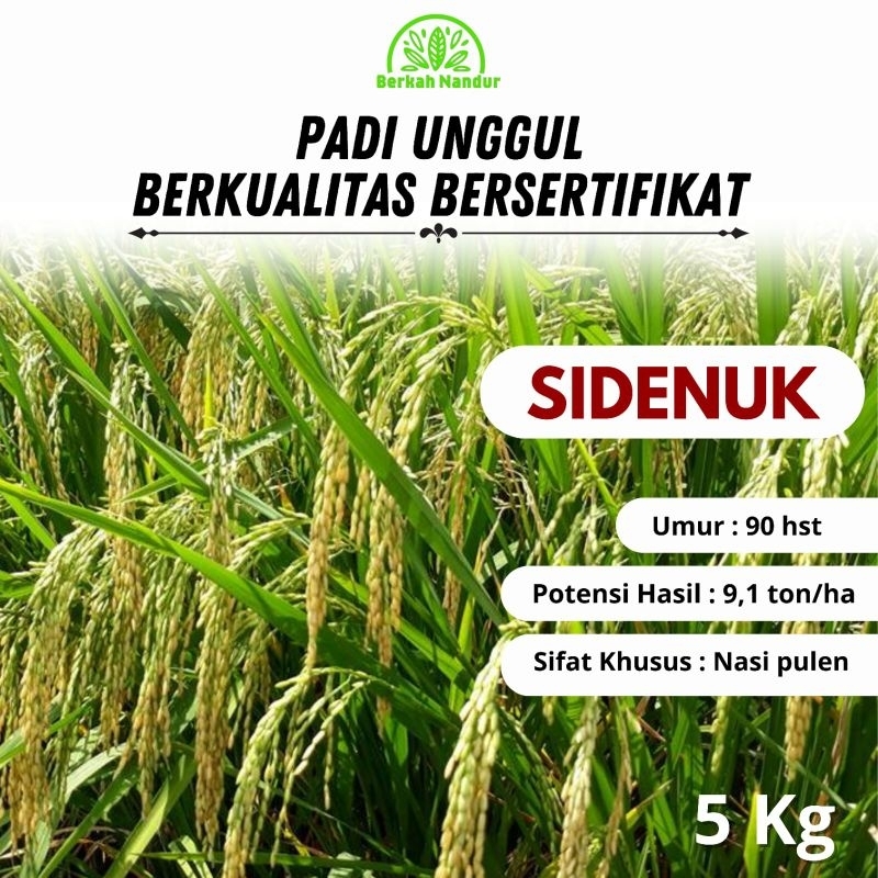 Benih Padi Unggul Inpari SIDENUK 5 kg Premium Bibit Padi Unggul Nasi Pulen