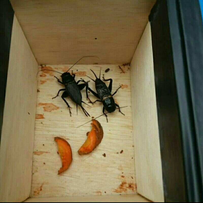 Jangkrik Kalung sepasang