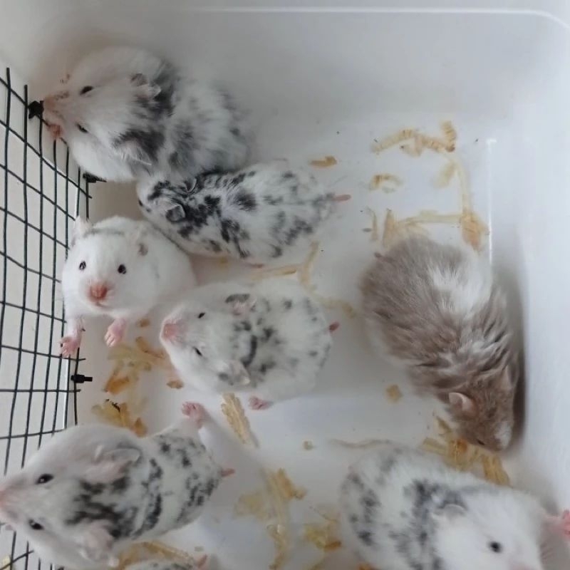 HAMSTER FUJIYAMA ( PEKANBARU & BANDUNG ONLY ).