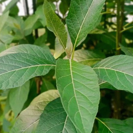 

daun afrika atau sambung nyawa segar per 1 kg