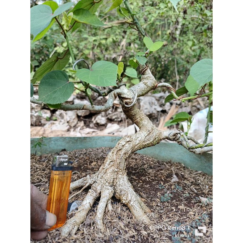 bonsai waru Taiwan exstrime bahan bonsai waru prokar