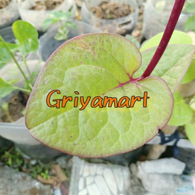 

DAUN GENDOLA SEGAR | DAUN BINAHONG MERAH SEGAR