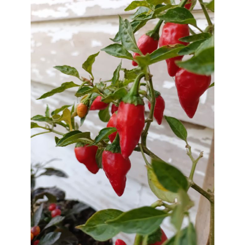 

benih cabe import silangan 10 biji