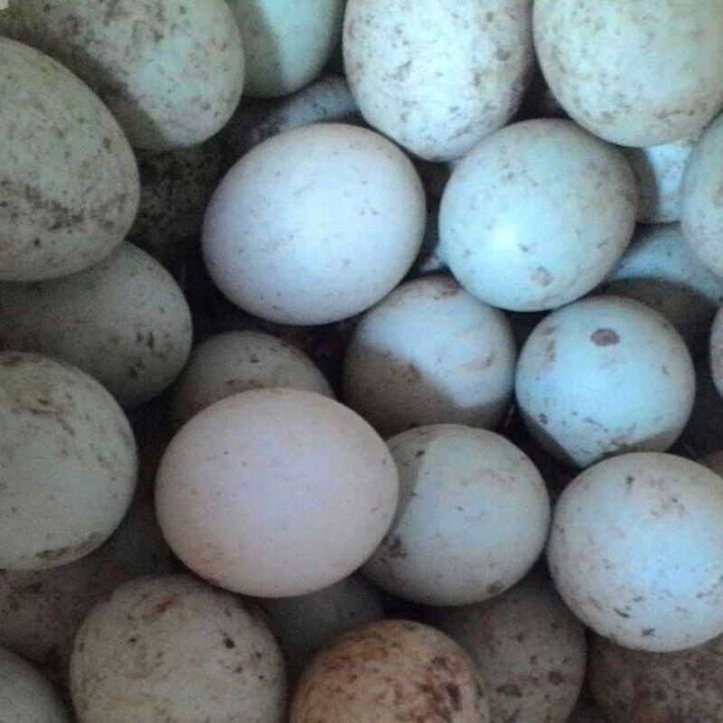 

Telur Bebek
