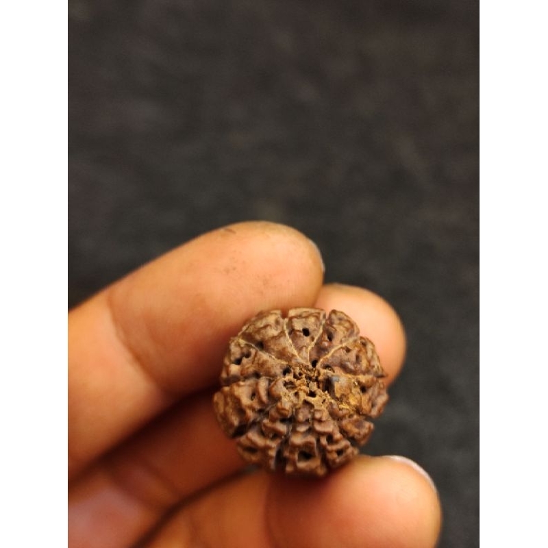 rudraksha mukhi 11 big size 20 mm