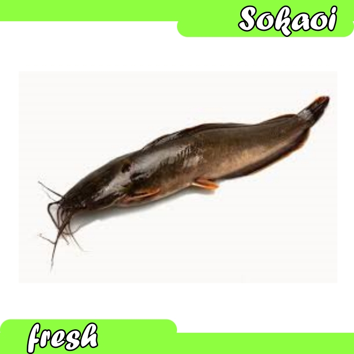 

IKAN LELE SEGAR 1KG