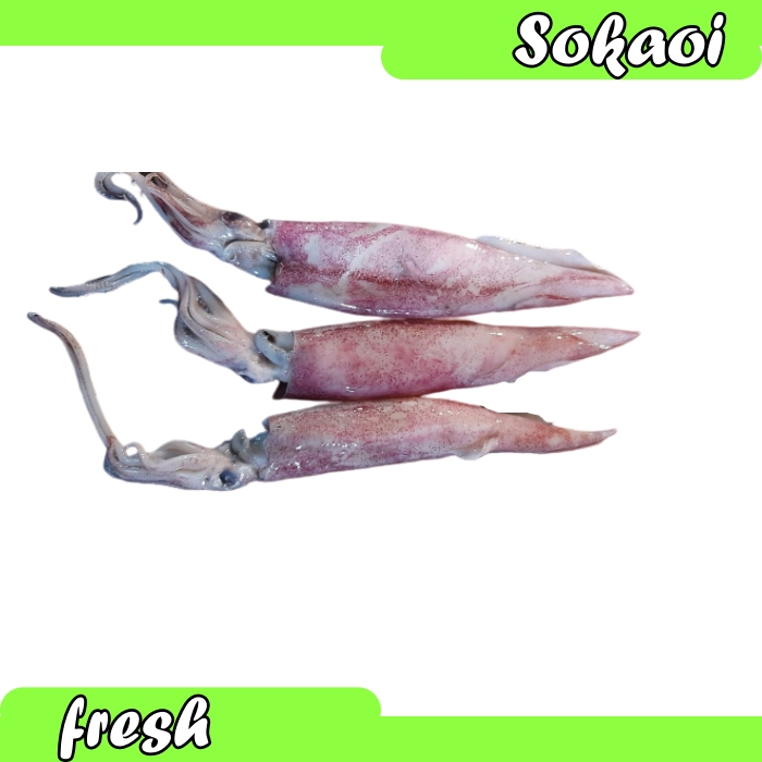 

IKAN CUMI SEGAR BERAT 500 GR