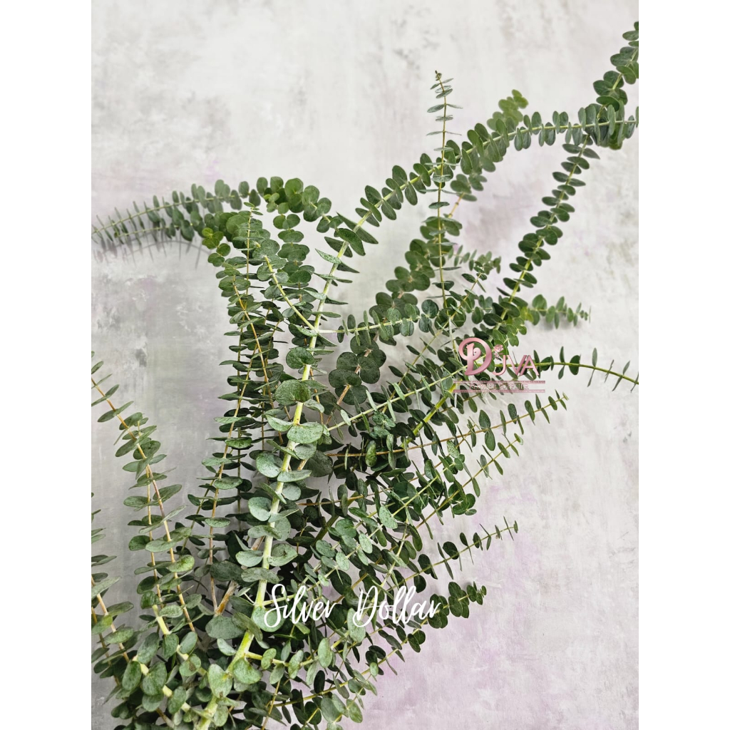 Daun Silver Dollar Daun Segar Dekorasi Bunga Hias