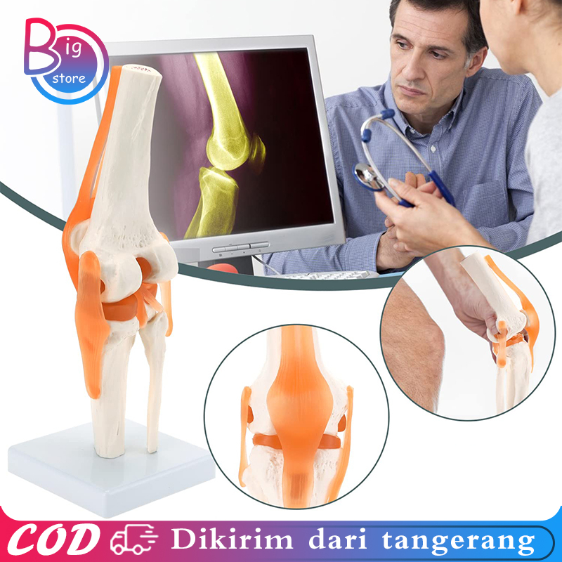 Human Knee Joint Model Flexible Torso Sendi Lutut Manusia Model Anatomi Sendi Lutut Manusia Medical