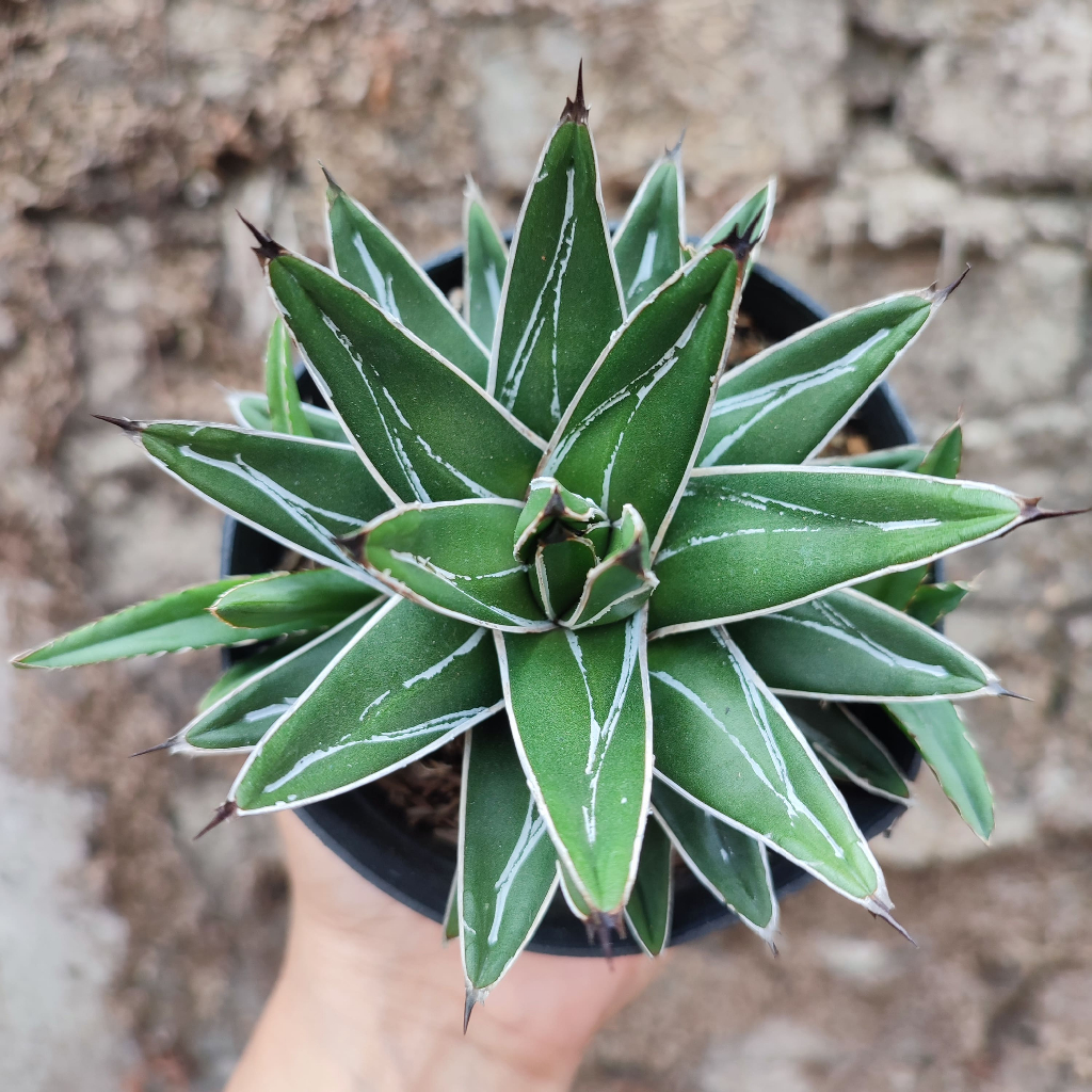 Agave Victoria Reginae Compacta| DP 10 Cm | Agave
