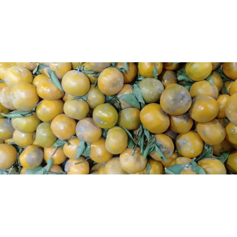 

BUAH JERUK SIEM / SIYEM / SIAM KEPROK kilogram