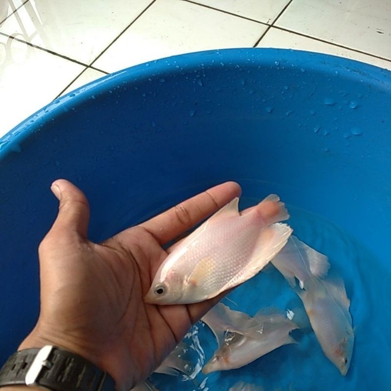 bibit ikan gurame kapas gurame albino ukuran super