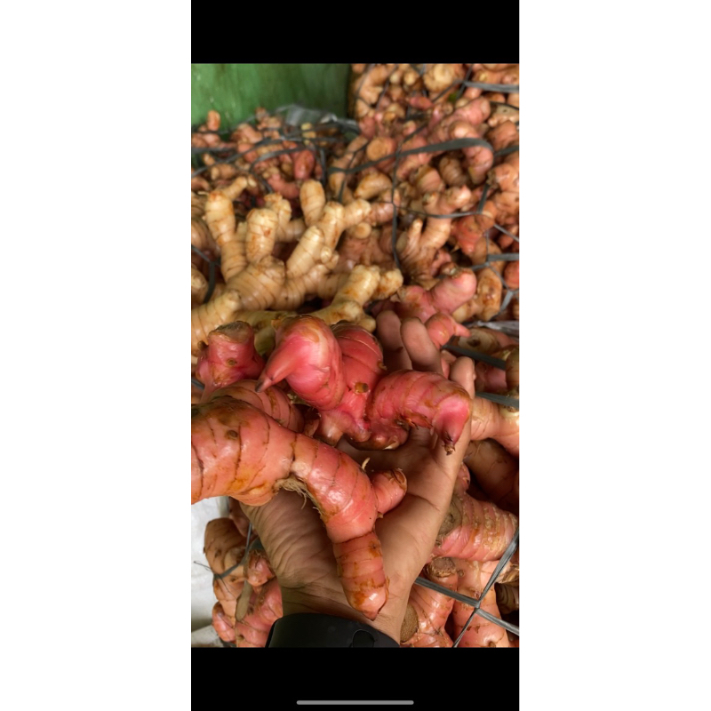 

langkoas segar murah 1kg