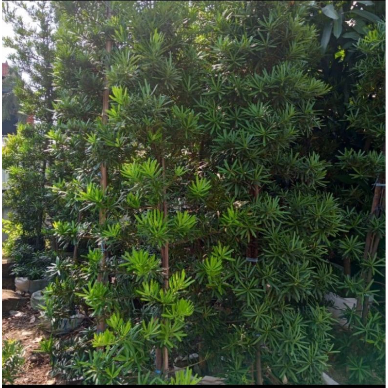 tanaman hias Lohansung jumbo 2-2,5 meter