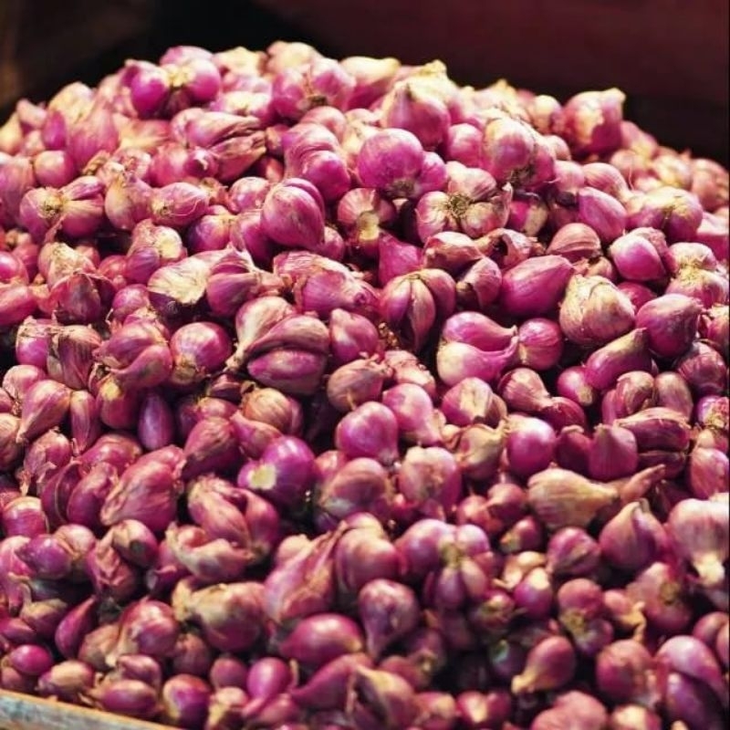 

bawang merah batu khusus
