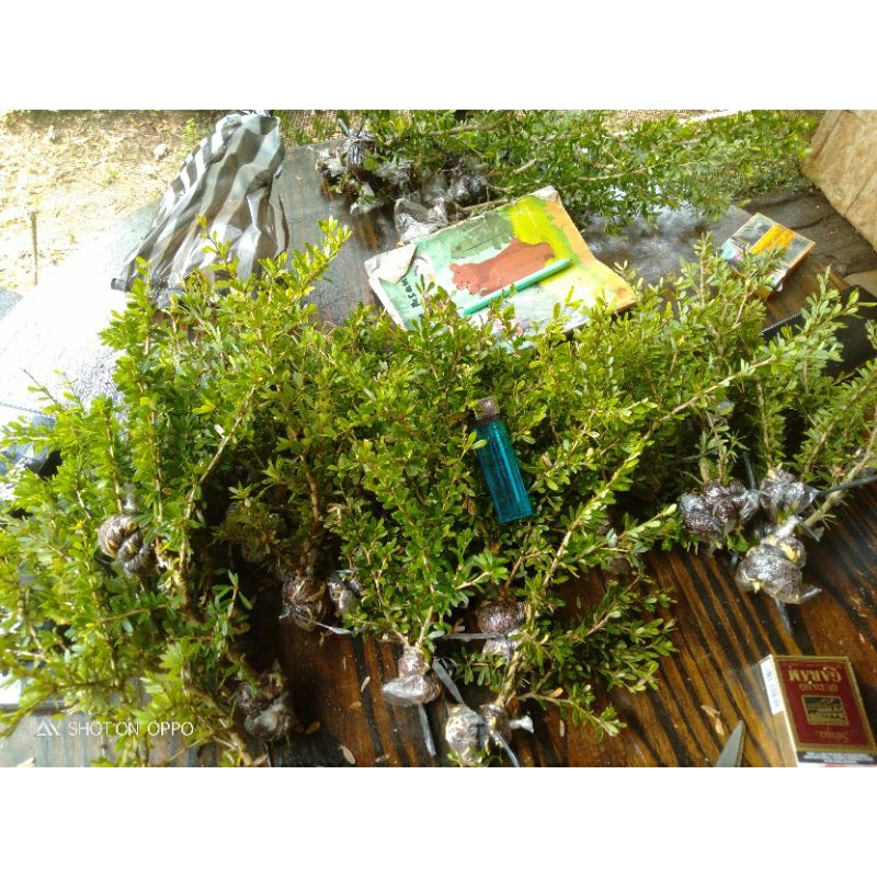 Bibit Saeng simbur vietnam super mikro bonsai