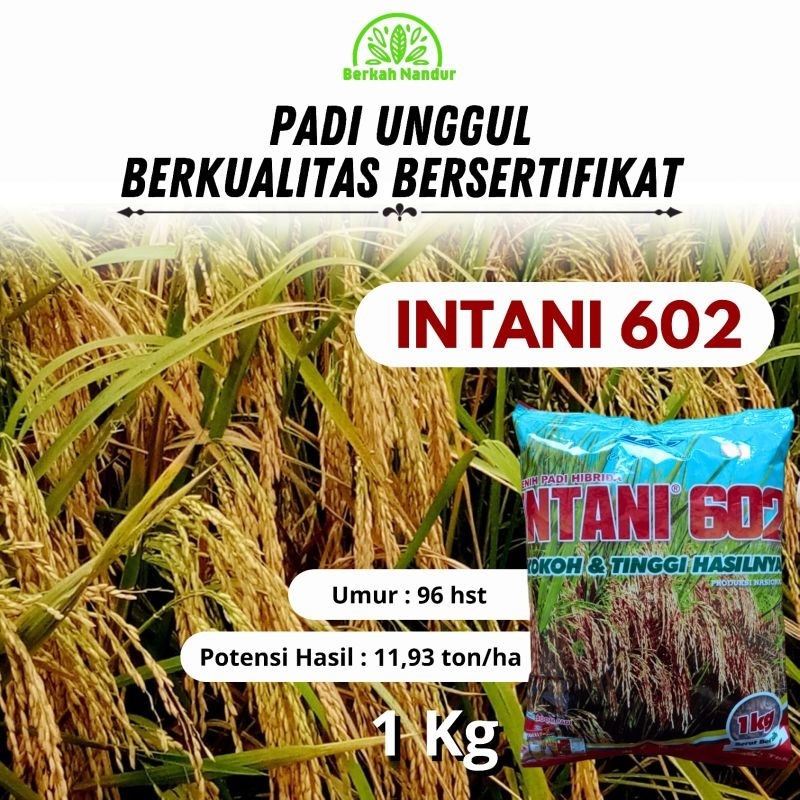 Benih Padi Hibrida Intani 602