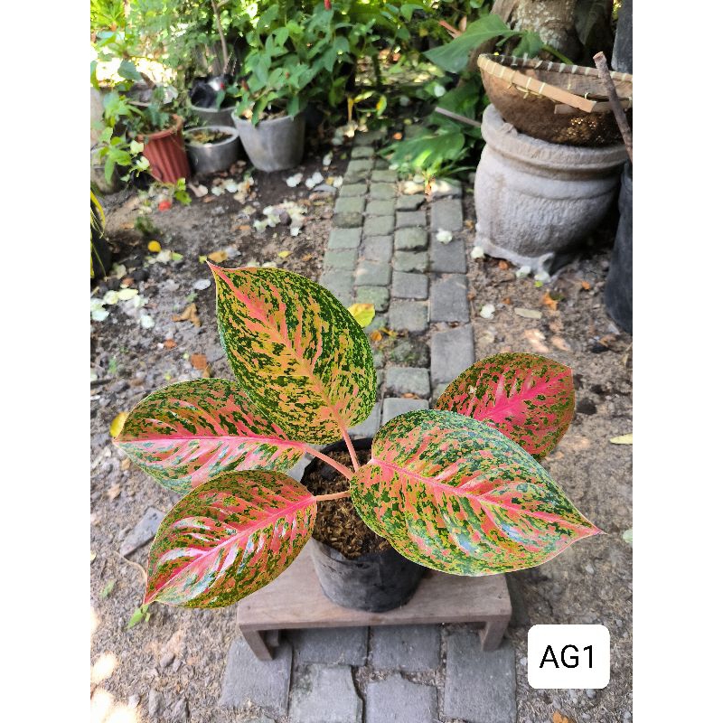 tanaman hias Aglonema/ Sri Rejeki / Aglaonema Big Roy , Kochin , Siam Aurora Lipstik