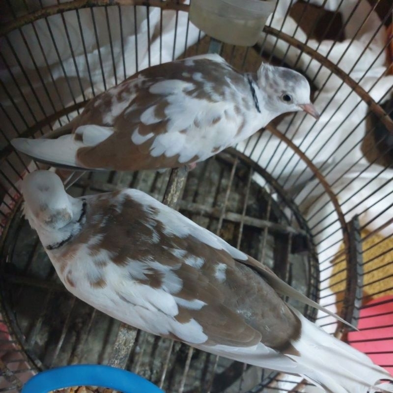 BURUNG PUTER BLOROK JAMBUL SEPASANG SIAP TERNAK
