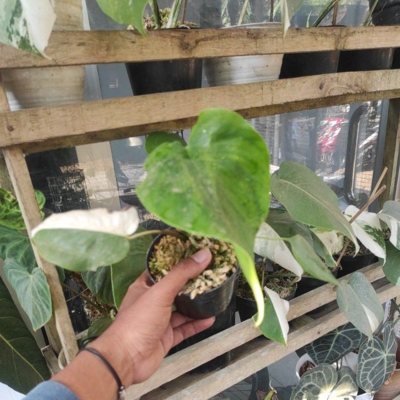 Monstera variegata white tiger