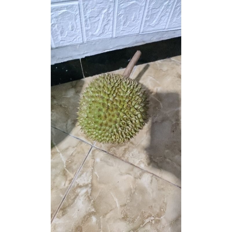 

duren seger
