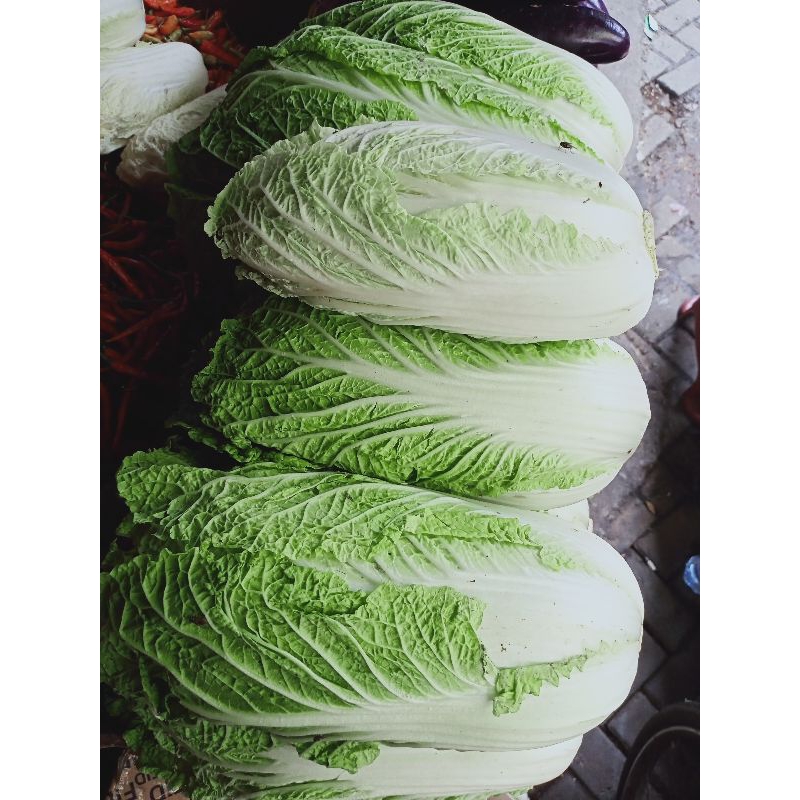 

Sawi Putihh 1kg MAMORA