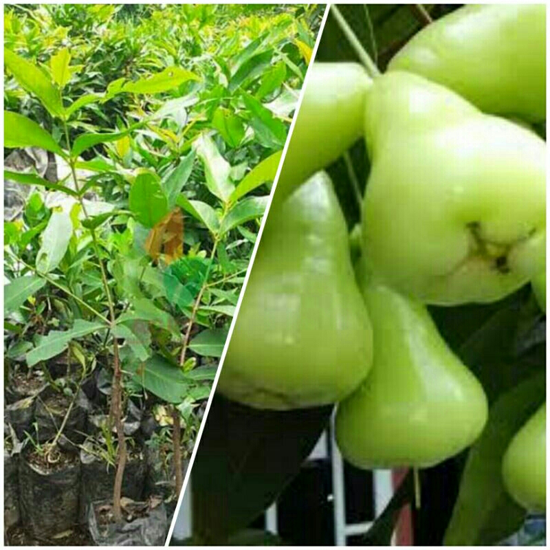 Pohon Jambu Madu Deli Hijau