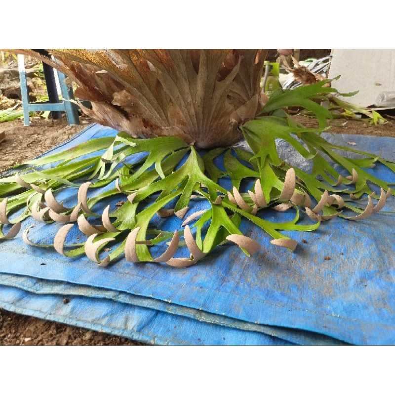 platycerium Willinckii Roll medium