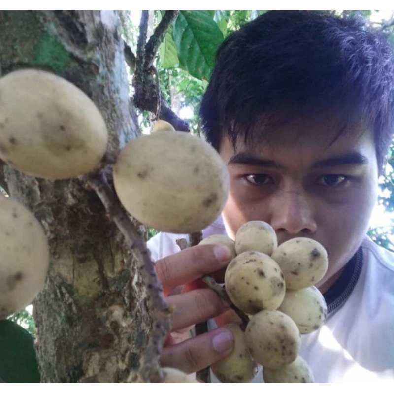 Entres Duku Palembang Asli