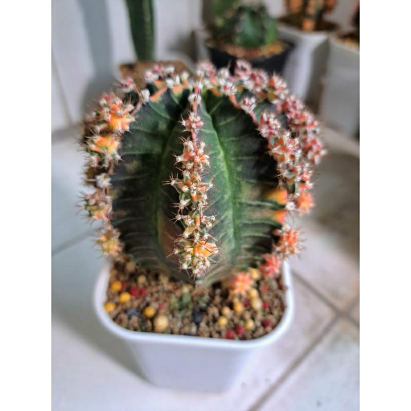 Tanaman hias kaktus gymno miha Starfire #C