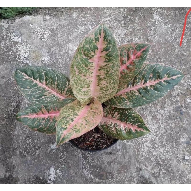 Aglonema Harley queen