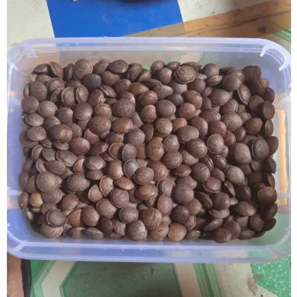 

KACANG SACHA INCHI KUPAS CANGKANG HITAM-COKELAT 1 kg-Konsumsi