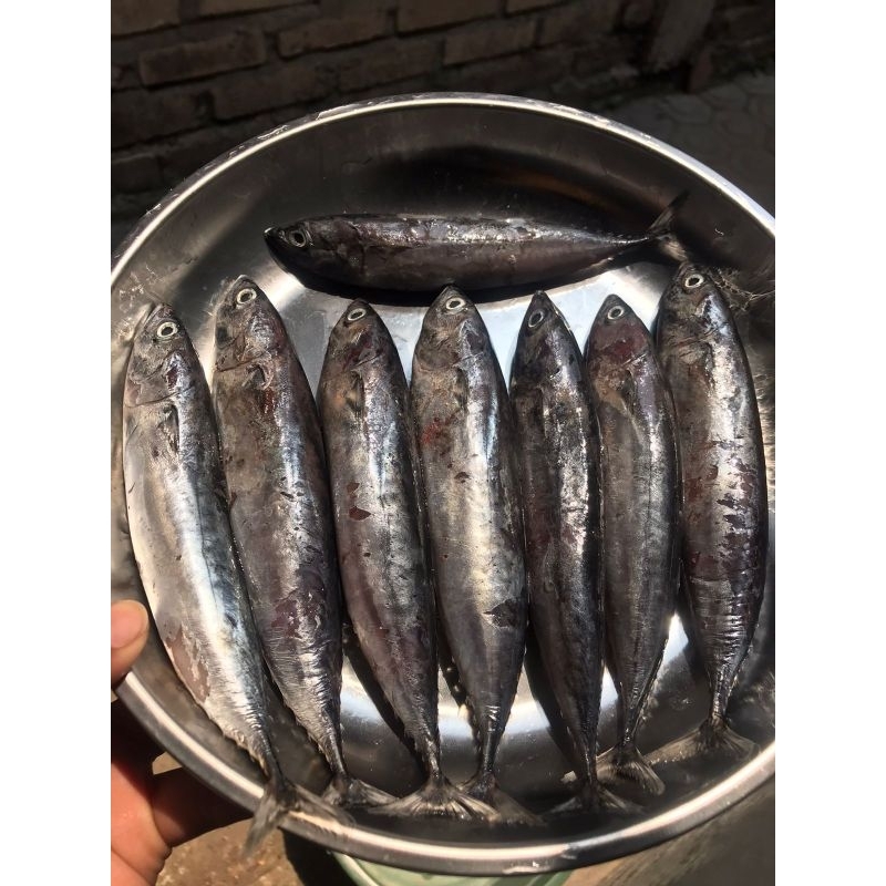 

IKAN TONGKOL KECIL 1KG FRESH FROZEN