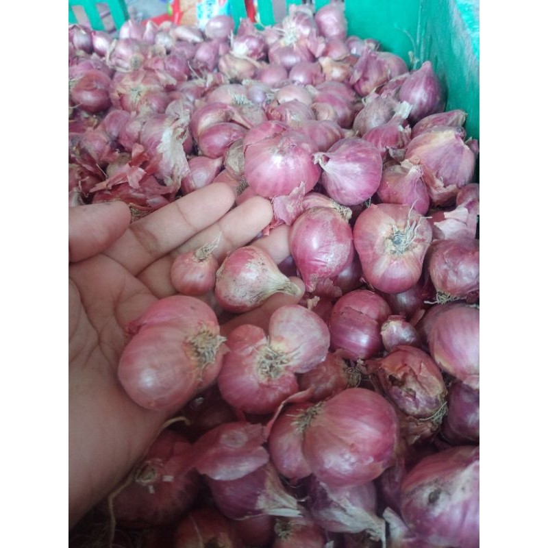 

Bawang Merah kemasan 1/2 kg