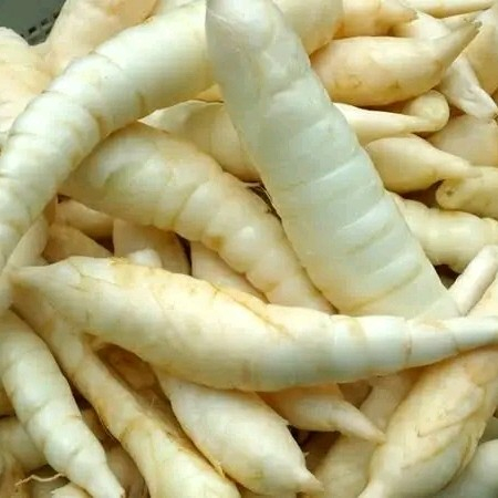 

Umbi Garut Segar 1 kg Fresh Herbal Alami