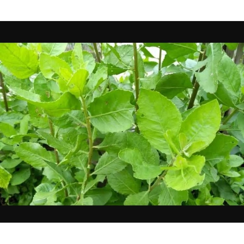 

Daun beluntas segar 500 gram - luntas campuran urap - membantu mengatasi bau badan