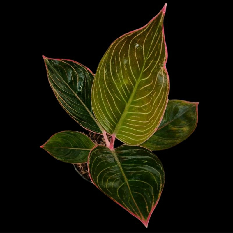 Aglonema Lipstik Greg