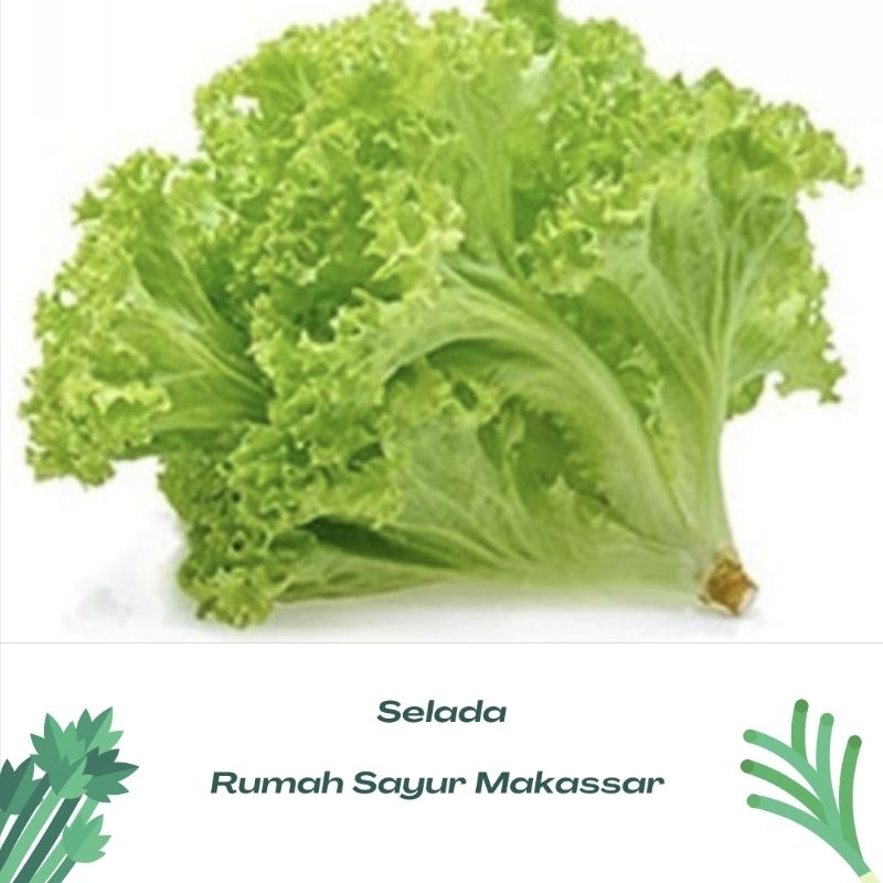 

daun selada