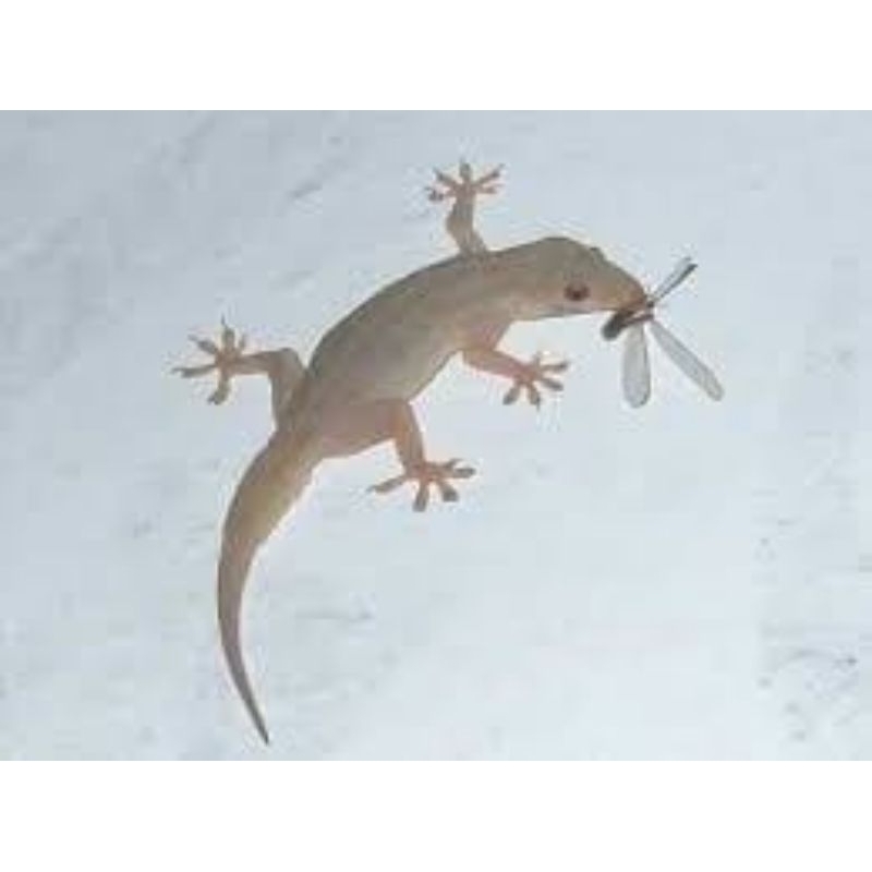 cicak hidup untuk pakan predator dan reptil