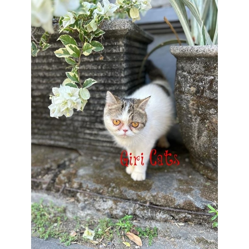 Persia Exo flatnose betina