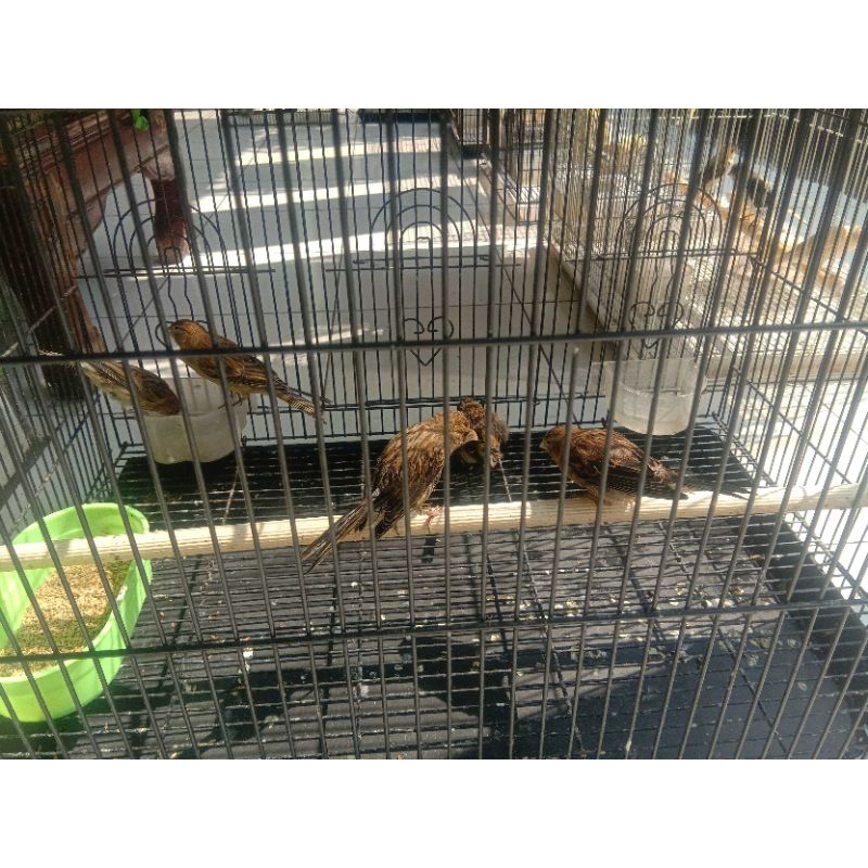 KENARI LOPER JANTAN SORTIRAN WARNA BON GEREJA GELAP