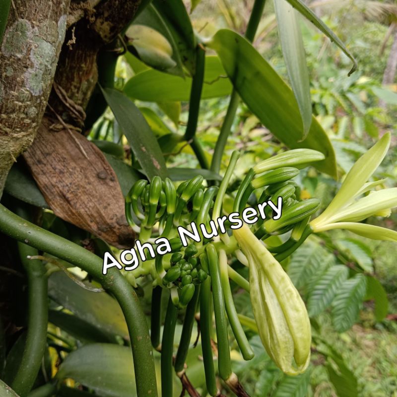 bibit vanili vania unggul buah bercabang 5